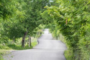 Eine von B&auml;umen ges&auml;umte Stra&szlig;e f&uuml;hrt auf und ab mit leichten Windungen
